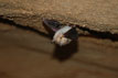 Achou cave