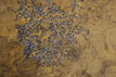 Greater horseshoe bat colony inside Marjaba mines 