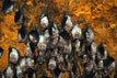 Greater horseshoe bat colony inside Marjaba mines