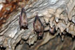Mgharet Saleh bats 2