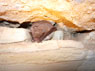 Rouiss cave bats