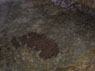 Schreibers bat colony inside Roueiss cave