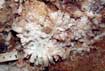 Gypsum inside Shatawie cave_photo by Issam Bou Jaoude